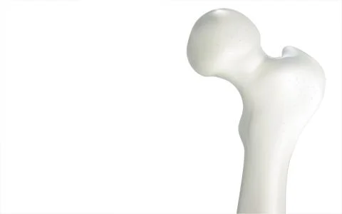 Thigh bone and human sphincter. On a white background - 3D rendering can be w イラスト素材