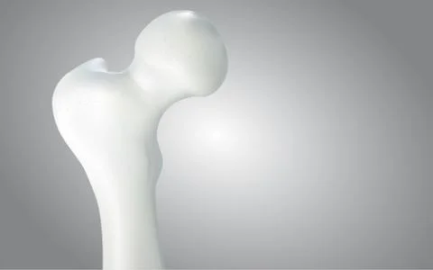Thigh bone and human sphincter. On a white background - 3D rendering can be w イラスト素材