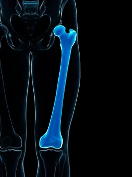 Thigh bone; artwork Stock Illustration