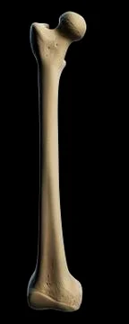 Thigh bone, artwork Stock Illustration