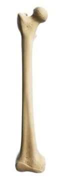 Thigh bone, artwork Stock Illustration
