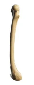 Thigh bone, artwork Stock Illustration
