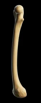 Thigh bone, artwork Stock Illustration