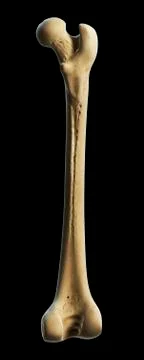Thigh bone, artwork Stock Illustration