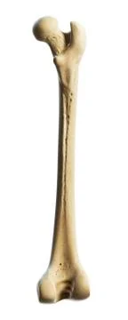 Thigh bone, artwork Stock Illustration