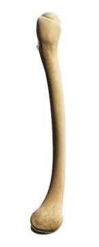 Thigh bone, artwork Stock Illustration