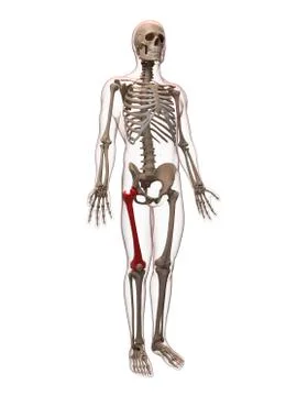 Thigh bone, artwork Stock Illustration