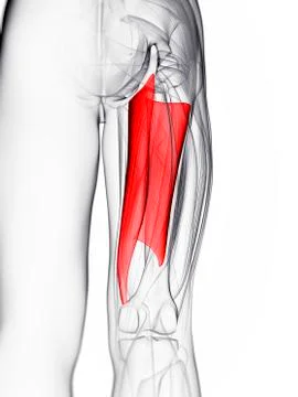 Thigh muscle; artwork Stock Illustration
