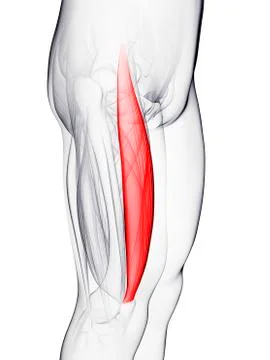 Thigh muscle; artwork Stock Illustration
