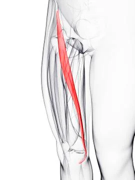 Thigh muscle; artwork Stock Illustration