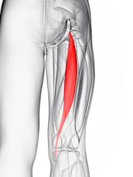 Thigh muscle; artwork Stock Illustration