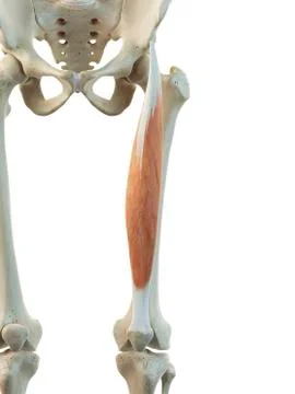 Thigh muscle, artwork Stock Illustration