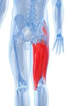 Thigh muscles, artwork Stock Illustration