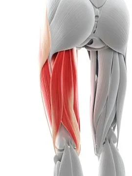 Thigh muscles; artwork Stock Illustration