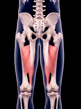 Thigh muscles, illustration Stock Illustration