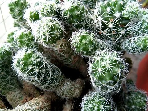 Thimble Cactus in the pot Stock Photos