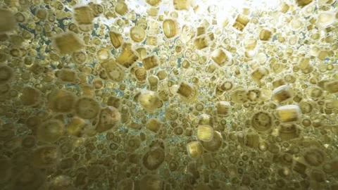 Thimble Jellyfish Bloom background Stock Footage 316785376