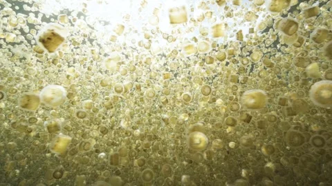 Thimble Jellyfish Bloom Backlit Stock Footage 316786659