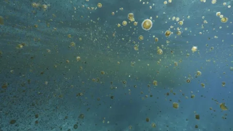 Thimble Jellyfish Bloom Stock Footage 316783627