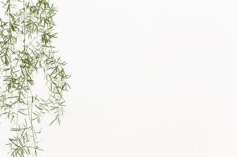 Thin, airy greenery drapes gracefully in a clean bright setting. Stock Photos