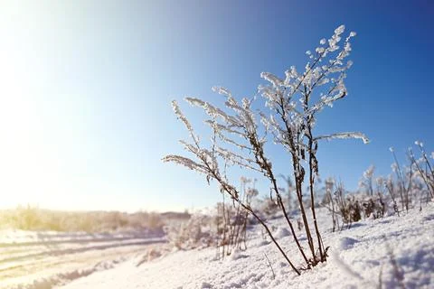 Thin and delicate branches of a shrub with icing. Frosty, Sunny, snowy day in Foto stock