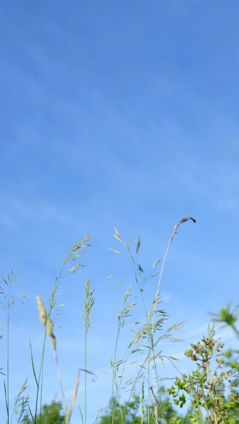Thin and long grass sways against the sky, view from below Stock Footage 295796647
