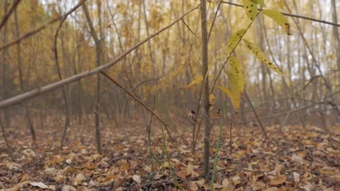 Thin autmn trees Video stock 170812671