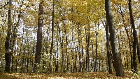 Thin Autumn Trees Stock Footage 97238477