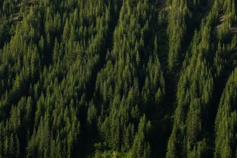 Thin Avalanche Chutes Break Up Pine Forest in Mount Rainier Foto stock
