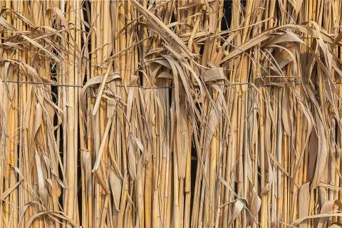 Thin bamboo wall texture. Suitable for creating a background Stock Photos