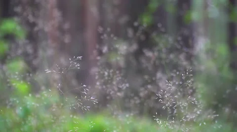 Thin bents in the wind Stock Footage 64771845