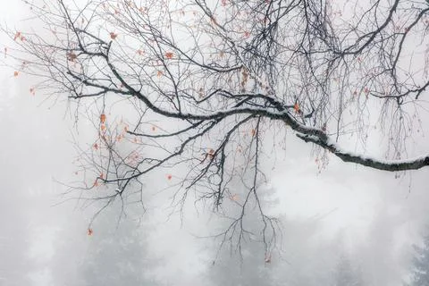 Thin birch branches, dusted with the first snow, against a background of thic Foto stock