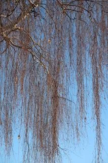 Thin birch branches hanging against the blue sky, winter background Stock Photos