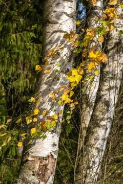 Thin birch branches with yellow leaves on the background of white birch trunk Stock Photos
