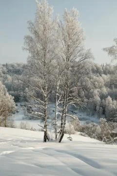Thin birches in deep snow on the background of winter forest Stock Photos