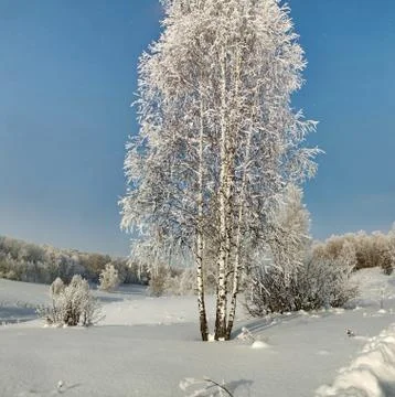 Thin birches in deep snow on the background of winter forest Stock Photos