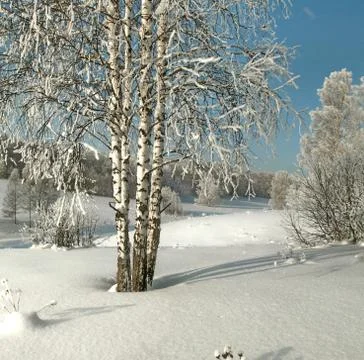 Thin birches in deep snow on the background of hoary forest Stock-Fotos