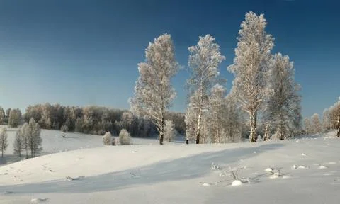 Thin birches on the snowy surface on the background of hoary forest Stock Photos