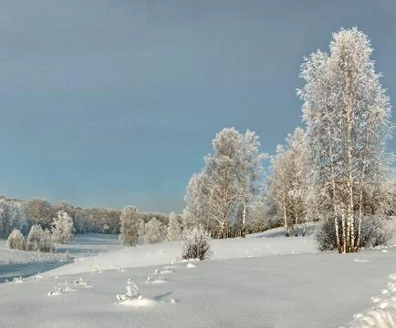 Thin birches on the winter slope in deep snow with hoary forest on background Stock Photos