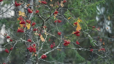 Thin black rowan tree branches with bright leaves and berries. Raindrops Stock Footage 185611627