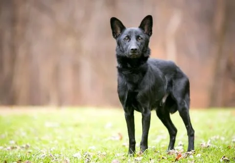 A thin black Shepherd/Retriever mixed breed dog standing outdoors Stock Photos