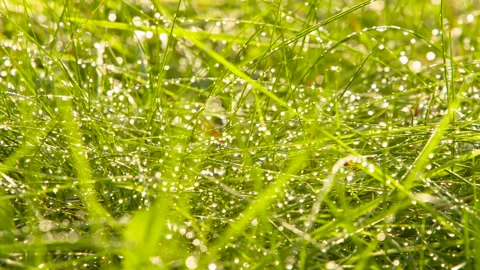 Thin Blades of Grass after the Rain 4K Stock Footage 267750174