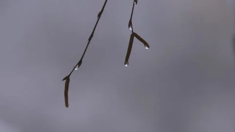 Thin branch and waterdrops Stock Footage 301807626