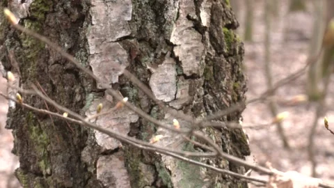 A thin branch with buds on the background of a birch trunk Video stock 126747998