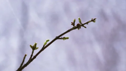 Thin branch with cherry leaves freezes under snowfall Stock Footage 135132274