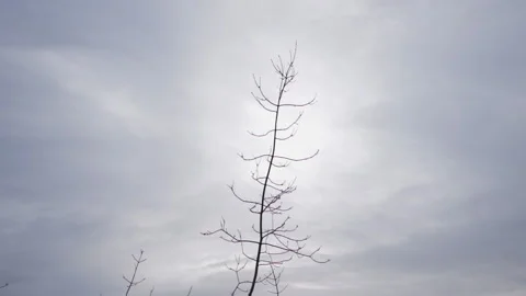 Thin branch on a cloudy sky Video stock 147549342