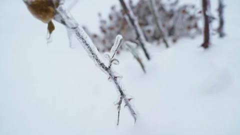 Thin branch covered with ice and snow in winter garden close-up 動画素材 342736458