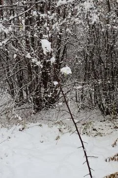 Thin branch covered with snow in front of snowy woods Stock Photos