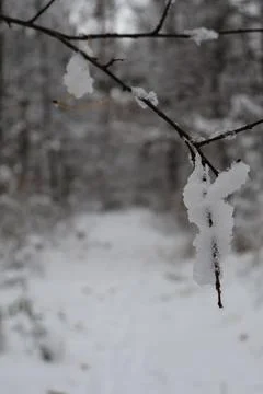 Thin branch covered with snow in winter forest close up Stock Photos