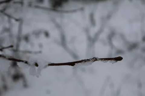 Thin branch covered with snow in winter forest close up Stock Photos